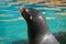 Adult sea lion sunbathing portrait