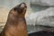 Adult sea lion sunbathing portrait