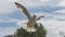 Adult Seagull in flight