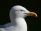 Adult Seagull / Herring gull portrait head and face looking right