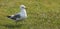 Adult Seagull -w/clover