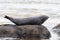 Adult seal in Iceland, relaxing on a rock