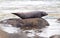 Adult seal in Iceland, relaxing on a rock