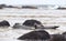 Adult seal in Iceland, relaxing on a rock