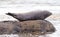 Adult seal in Iceland, relaxing on a rock