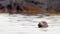 Adult seal in Iceland, relaxing in the water