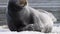 Adult seal resting on an ice floe. Close up portrait, front view.  The bearded seal, also called the square flipper seal.