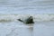 Adult seal in the surf.