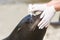 Adult sealion being treated (eye)