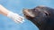 Adult sealion being treated - Selective focus