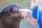 Adult sealion being treated - Selective focus