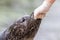 Adult sealion being treated - Selective focus on hand