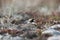 Adult Semipalmated Plover, Charadrius semipalmatus, nesting on the ground