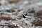 Adult Semipalmated Plover, Charadrius semipalmatus, standing on rocky arctic tundra