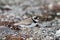 Adult Semipalmated Plover, Charadrius semipalmatus, standing on rocky arctic tundra