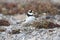 Adult Semipalmated Plover found standing on rocky arctic tundra