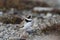 Adult Semipalmated Plover found standing on rocky arctic tundra