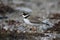 Adult Semipalmated Plover found standing on rocky arctic tundra