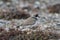 Adult Semipalmated Plover found standing on rocky arctic tundra