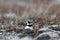 Adult Semipalmated Plover nesting on the ground