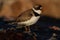 Adult Semipalmated Plover showing a side profile