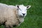 Adult Sheep, close up profile