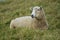 Adult sheep female resting on grass