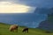 Adult sheep and lamb graze in the pasture with a beautiful view of the ocean.