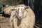Adult sheep with long face and brown spots on a petting zoo