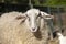 Adult sheep with long face, hanging ears, and black spots on a petting zoo