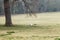 Adult sheep resting under a tree in a field of grass