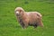 Adult sheep staring at camera in a rural farm