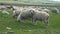 Adult sheeps graze and eat grass on green meadow in picturesque Tuscany.