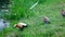 Adult shelducks with fledged chicks on the summer lakeside, Moscow suburbs, Russia.