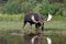 Adult Shiras Bull Moose feeding on water grass in Fishercap Lake in the Many Glacier region Glacier National Park in Montana USA