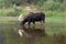 Adult Shiras Bull Moose feeding on water grass near shore of Fishercap Lake in the Many Glacier of Glacier National Park USA