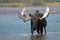 Adult Shiras Bull Moose walking near shore of Fishercap Lake in the Many Glacier region of Glacier National Park in Montana USA