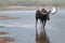 Adult Shiras Bull Moose walking near shore of Fishercap Lake in the Many Glacier region of Glacier National Park in Montana USA