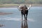 Adult Shiras Bull Moose walking near shore of Fishercap Lake in the Many Glacier region of Glacier National Park in Montana USA