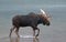 Adult Shiras Bull Moose walking near shore of Fishercap Lake in the Many Glacier region of Glacier National Park in Montana USA