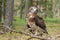 Adult Short-toed snake eagle on spruce branches