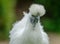 Adult Silkie hen seen looking at the camera in her garden.