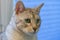 Adult Silver spotted Bengal Cat with green eyes sitting on the table near the flower.