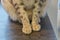 Adult Silver spotted Bengal Cat with green eyes sitting on the table near the flower.