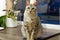 Adult Silver spotted Bengal Cat with green eyes sitting on the table near the flower.