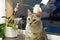 Adult Silver spotted Bengal Cat with green eyes sitting on the table near the flower.