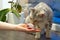 Adult Silver spotted Bengal Cat sniffs womans hand sitting on the table near the flower.