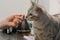 Adult Silver spotted Bengal Cat sniffs womans hand sitting on the table near the flower.