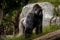 Adult Silverback Gorilla Looking Off Frame
