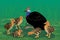 Adult sitting cassowary with nestlings, vector illustration